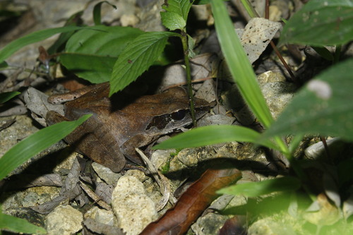 Papurana volkerjane, 2023-08-11
