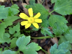 Ranunculus sierrae-orientalis
