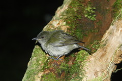 Black Berrypecker photo 3