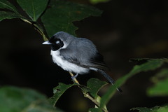 Spot-Winged Monarch photo 3