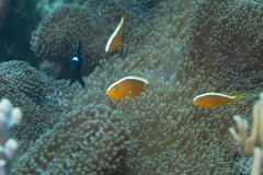 Amphiprion sandaracinos