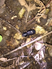 Odontotaenius