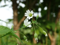 Cerastium davuricum