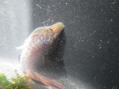 Lepadogaster lepadogaster