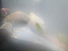 Lepadogaster lepadogaster