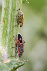 Lygaeus kalmii kalmii
