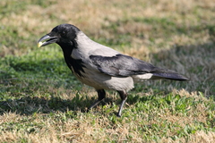 Corvus cornix