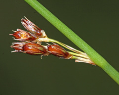 Juncus haenkei