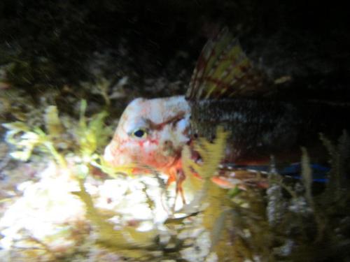 Chelidonichthys lastoviza