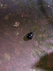 Labidomera suturella