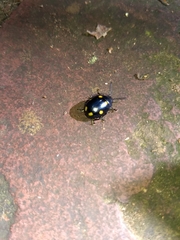 Labidomera suturella