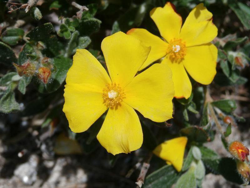 Halimium lasianthum  iNaturalist
