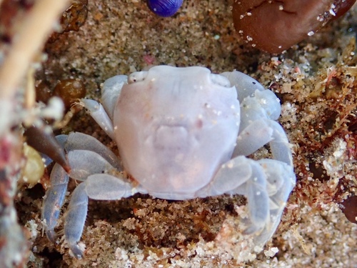 photo of Gulfweed Crab (Planes minutus)