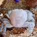 photo of Gulfweed Crab (Planes minutus)