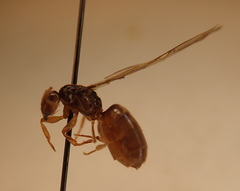 Lasius pallitarsis