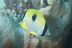 Chaetodon unimaculatus