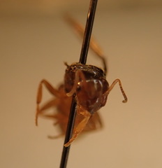 Lasius pallitarsis