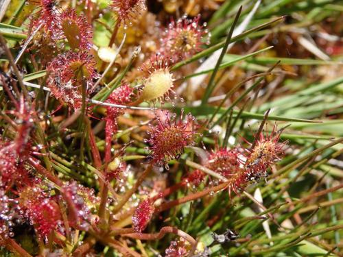 Drosera intermedia
