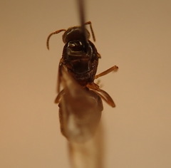 Lasius pallitarsis