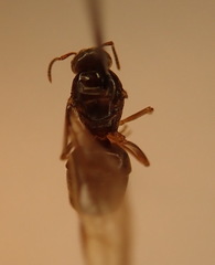 Lasius pallitarsis
