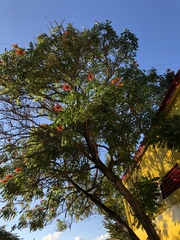 Delonix regia
