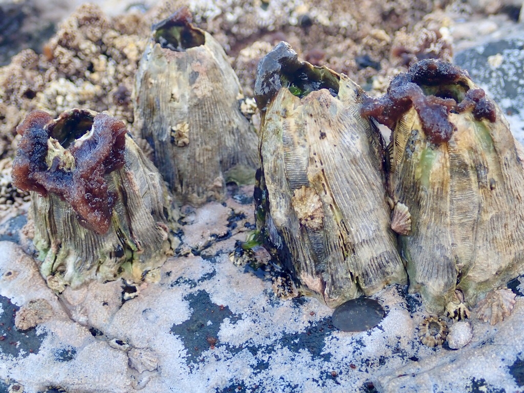 Megabalanus linzei