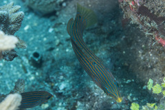 Halichoeres melanurus