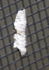 Hypatima simulacrella