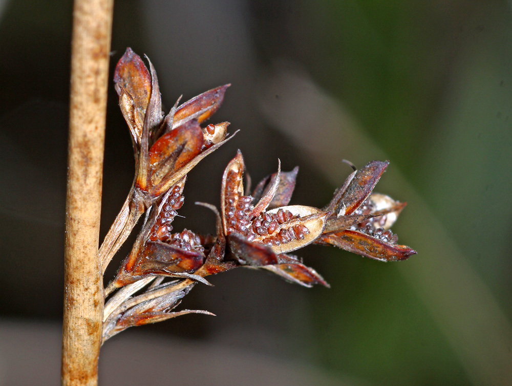 Juncus haenkei