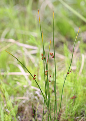 Juncus haenkei