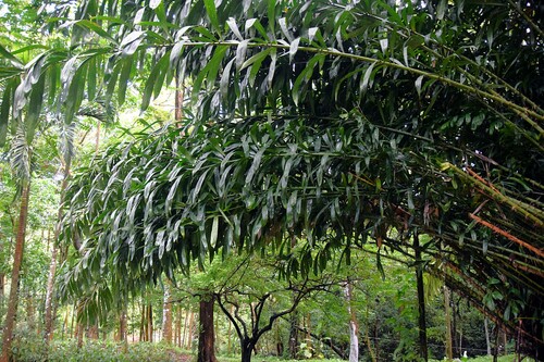 Salacca griffithii