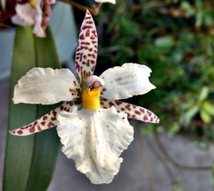 Rhynchostele rossii