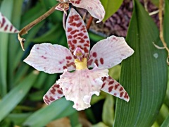 Rhynchostele rossii