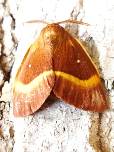 Oak Eggar