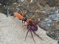 Cryptocheilus australis