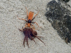 Cryptocheilus australis