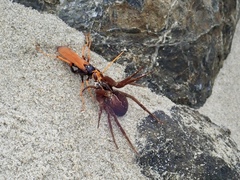 Cryptocheilus australis