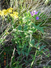 Lathyrus humilis