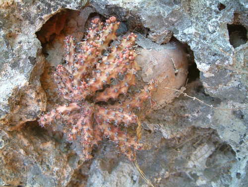 Euphorbia fanshawei