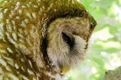 Strix occidentalis lucida