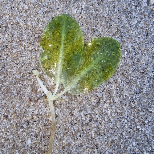 Halophila major iNat (1)