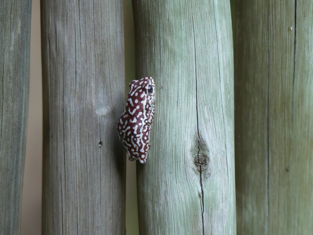 Angolan Reed Frog from 20 km South Of Kongola, Road C49, Kongola ...