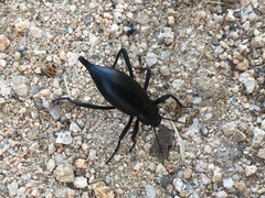 Eleodes eschscholtzii