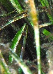 Long-Rayed Weed-Whiting photo 4