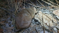 Golden Bandicoot photo 2