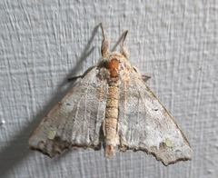 Olceclostera magniplaga