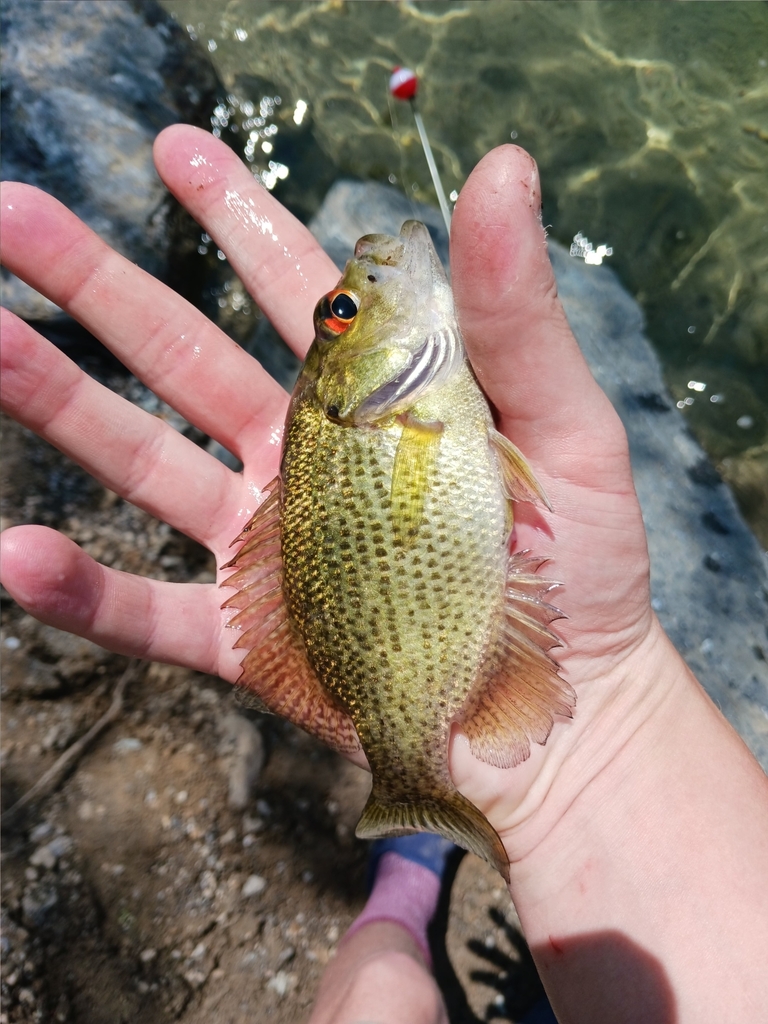 Rock Bass from Sunset Lake on June 15, 2023 at 0129 PM by Matt. A