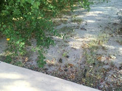 Kallstroemia peninsularis