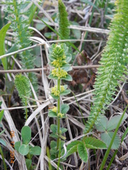 Cruciata glabra krylovii