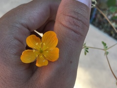 Kallstroemia peninsularis